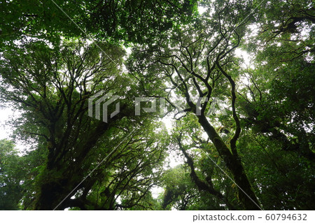 sunlight throught green moss on nature tree of greenery rainforest jungle 60794632