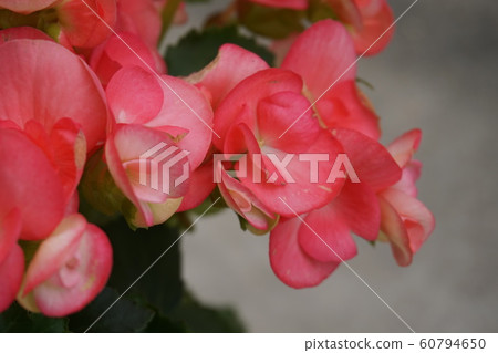 Begonia Begonia 60794650
