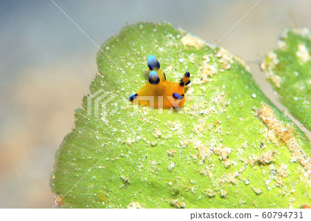 Nuushi Nuushi 60794731