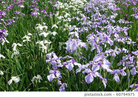 Iryo in full bloom 60794975