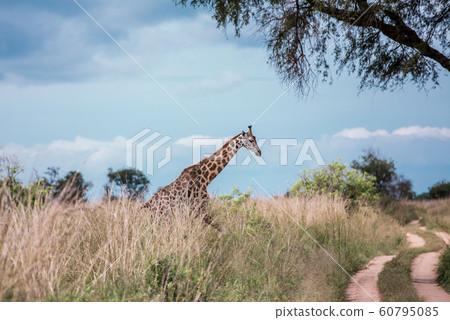 A beautiful giraffe runs across a road in the African Savannah against the blue sky and and yellow tall grass A beautiful giraffe runs across a road in the African Savannah against the blue sky and and yellow tall grass 60795085