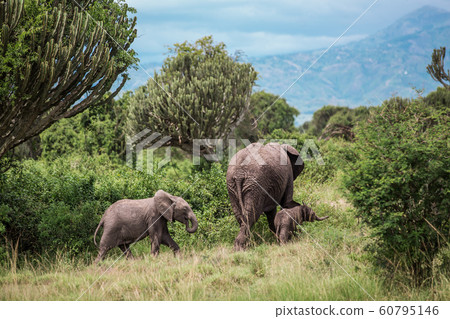 Mother elephant and two children go into the thick of the African Savannah, among the bushes and candelabra trees, against the blue mountains 60795146