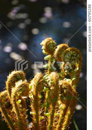 Kogomi by the pond 60795286