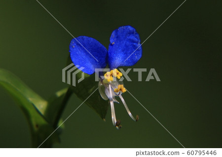 Axilla Axilla 60795446