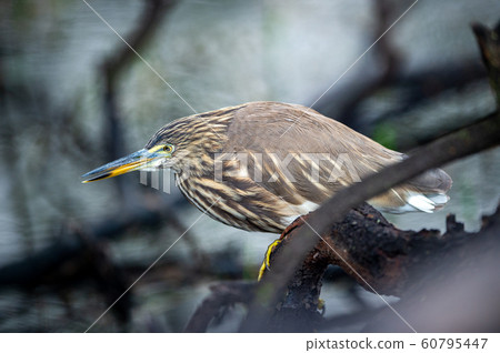 Indian Pond Heron or Ardeola grayii stalk on prey from perched at edge of water body at keoladeo national park or bird sanctuary, bharatpur, rajasthan, india Indian Pond Heron or Ardeola grayii stalk on prey from perched at edge of water body at keoladeo national park or bird sanctuary, bharatpur, rajasthan, india 60795447