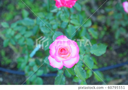 玫瑰花朵妮可 60795551