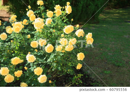 玫瑰花朵金兔子 60795556