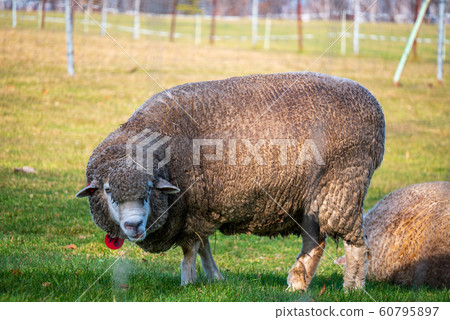 Sapporo Hitsujigaoka Observation Deck Sheep 60795897