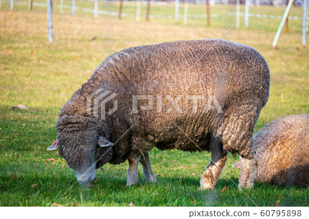 Sapporo Hitsujigaoka Observation Deck Sheep Sapporo Hitsujigaoka Observation Deck Sheep 60795898