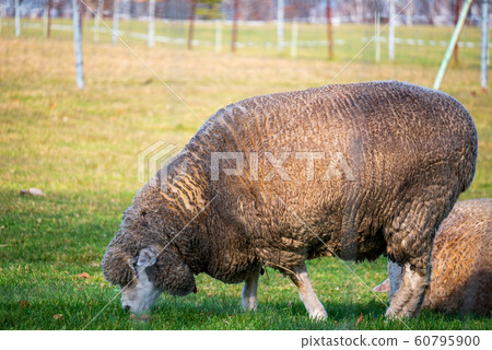 Sapporo Hitsujigaoka Observation Deck Sheep Sapporo Hitsujigaoka Observation Deck Sheep 60795900