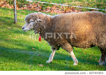 Sapporo Hitsujigaoka Observation Deck Sheep 60795903