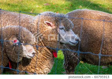 Sapporo Hitsujigaoka Observation Deck Sheep 60795913