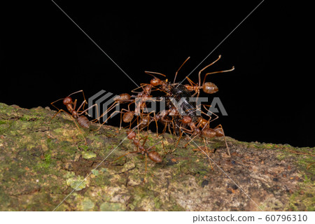 Ants carrying Kill, Garo Hills, Meghalaya, India 60796310