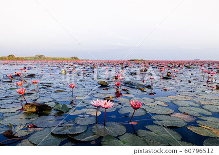 Pink lotus water lilies full bloom under morning sky 60796512