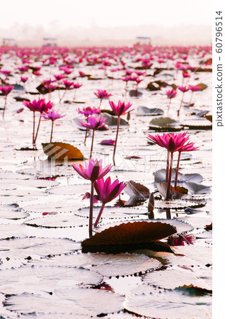 Pink lotus water lilies full bloom under morning sky 60796514