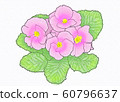 Flower, primula, julian, cherry tree, pink 60796637