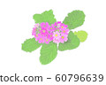 Flowers, malakoides, pink, cherry 60796639