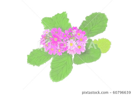 花,malakoides,粉色,櫻桃 花,malakoides,粉色,櫻桃 60796639