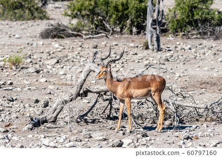 Impalas in Etosha National Park 60797160