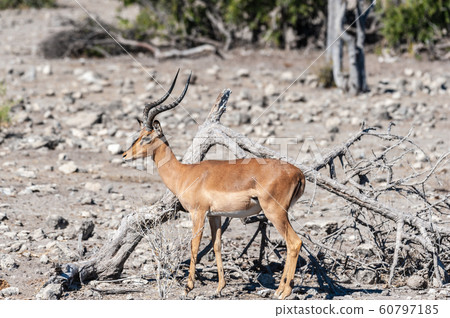 Impalas in Etosha National Park 60797185