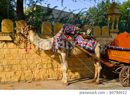 Camel taxi in the streets of Jaisalmer, India Camel taxi in the streets of Jaisalmer, India 60798012