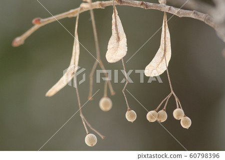 Psyllium seeds Psyllium seeds 60798396