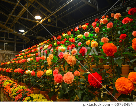 Flowers blooming in greenhouse at night 60798494