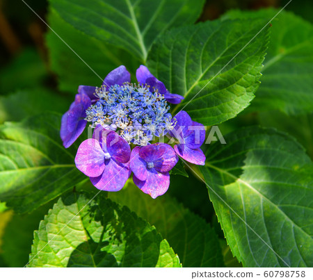Hydrangea flower full bloom on a summer day Hydrangea flower full bloom on a summer day 60798758