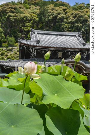 Lotus flowers with ancient temple in summer Lotus flowers with ancient temple in summer 60798761