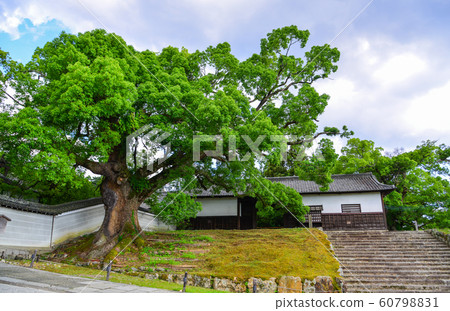 Ancient temple with huge trees Ancient temple with huge trees 60798831