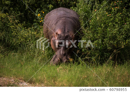 a huge Hippo chews grass. This is a rarity as hippos usually sit in the water during the day a huge Hippo chews grass. This is a rarity as hippos usually sit in the water during the day 60798955