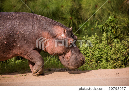 a huge Hippo walks along the road with public transport and chews grass. This is a rarity as hippos usually sit in the water during the day a huge Hippo walks along the road with public transport and chews grass. This is a rarity as hippos usually sit in the water during the day 60798957