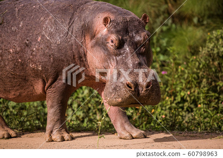 a huge Hippo walks along the road with public transport and chews grass. This is a rarity as hippos usually sit in the water during the day a huge Hippo walks along the road with public transport and chews grass. This is a rarity as hippos usually sit in the water during the day 60798963
