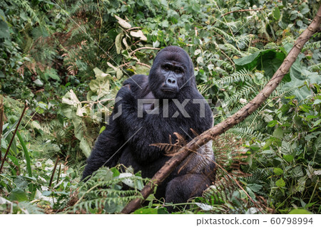 the leader of a pack of gorillas, silver back poses in the depths of the jungle 60798994