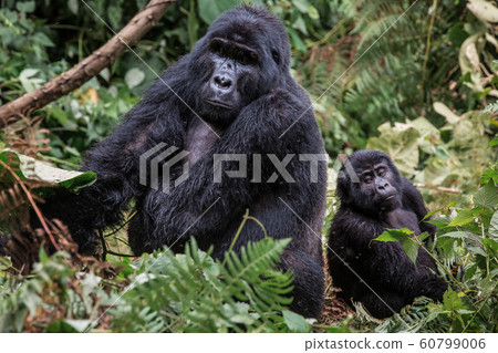 A black gorilla with a baby chewing vegetation in the wild deep in the jungle 60799006