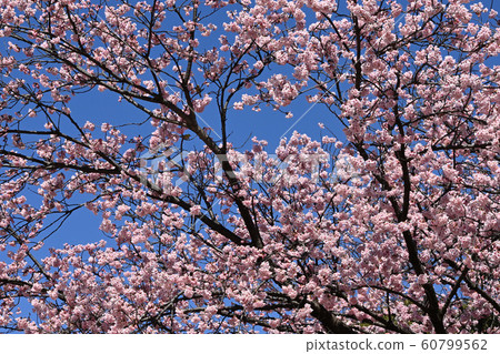 Urban cherry tree 60799562