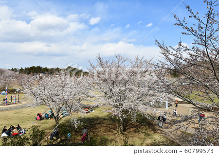 福岡Sak市櫻花公園 60799573
