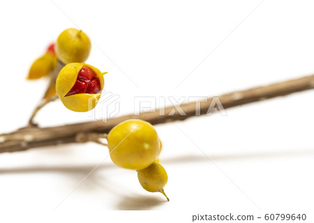 苦丁茶鋸緣青蟹 苦丁茶鋸緣青蟹 60799640