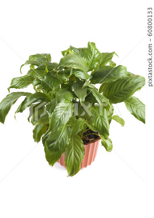 indoor plant closeup 60800133