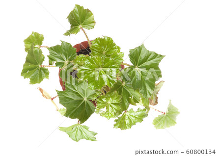 indoor plant closeup 60800134