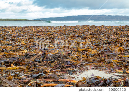 Seaweed lying on Portnoo beach in County Donegal, Ireland 60800220