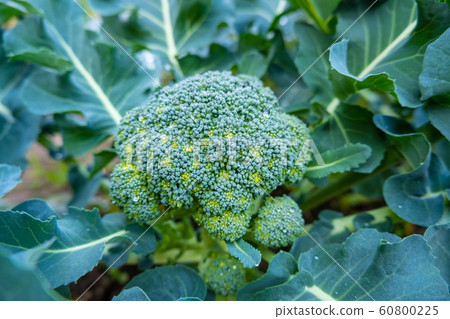 西蘭花 西蘭花 60800225