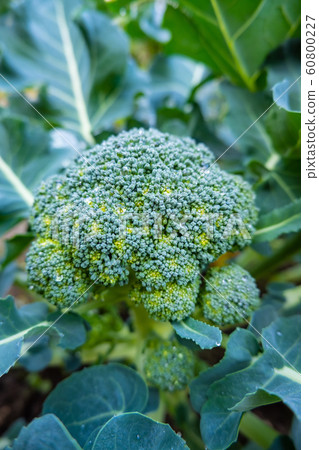 西蘭花 西蘭花 60800227