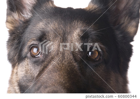 German shepherd macro German shepherd macro 60800344
