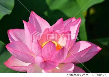 蓮花 蓮花 60800423