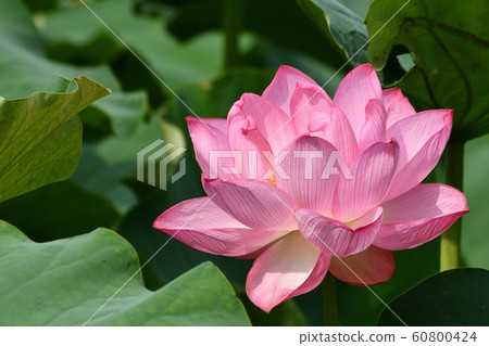 蓮花 60800424