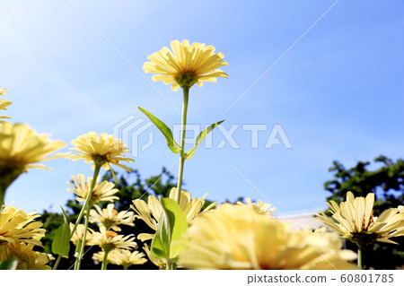 Close up of Zinnia flower.Zinnia flower in the garden.Thailand Zinnia. 60801785