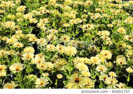 Close up of Zinnia flower.Zinnia flower in the garden.Thailand Zinnia. Close up of Zinnia flower.Zinnia flower in the garden.Thailand Zinnia. 60801787