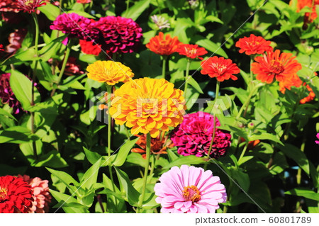 Close up of Zinnia flower.Zinnia flower in the garden.Thailand Zinnia. Close up of Zinnia flower.Zinnia flower in the garden.Thailand Zinnia. 60801789