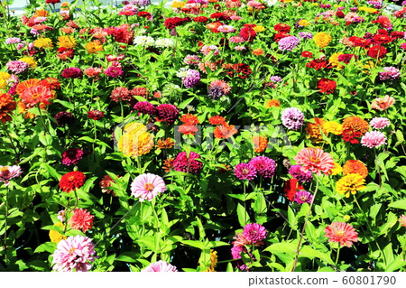 Close up of Zinnia flower.Zinnia flower in the garden.Thailand Zinnia. Close up of Zinnia flower.Zinnia flower in the garden.Thailand Zinnia. 60801790